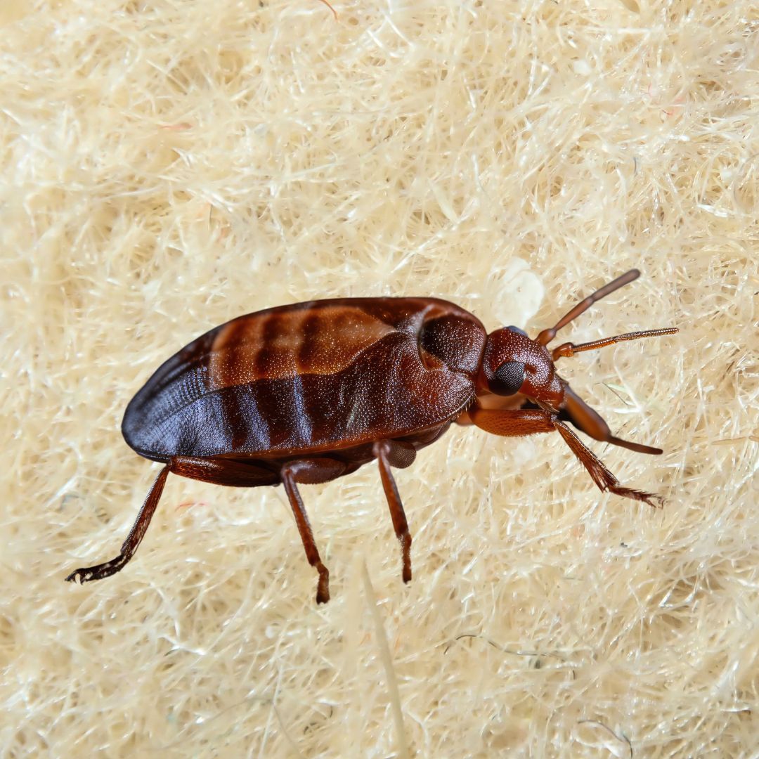 Bed Bugs Control Service