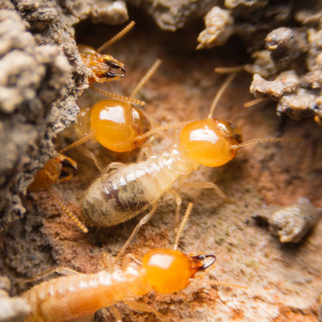 Termites control service