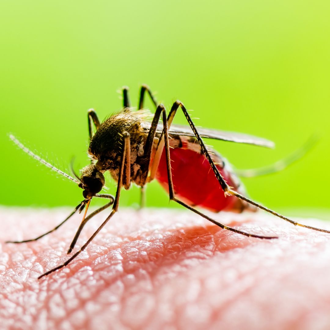 Mosquito Control
